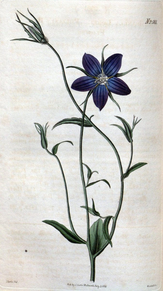 Curtis's botanical magazine. London ; New York [etc.] :Academic Press [etc.]. | "Botanical illustration" Botany Periodicals "Pictorial works" "Plants, Ornamental"  | Vintage Print Reproduction 457128