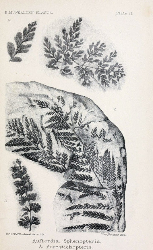 Central Atlas fÃ¼r zoologische GÃ¤rten. Part 1,5.Dresden ;Expedition der vollstÃ¤ndigste Naturgeschichte, [puis] E. Blochman, [etc.],1862- | Vintage Print Reproduction 457129