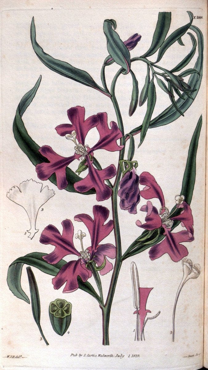 Curtis's botanical magazine. London ; New York [etc.] :Academic Press [etc.]. | "Botanical illustration" Botany Periodicals "Pictorial works" "Plants, Ornamental"  | Vintage Print Reproduction 457130