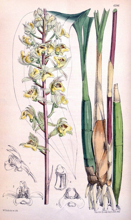 Curtis's botanical magazine. London ; New York [etc.] :Academic Press [etc.]. | "Botanical illustration" Botany Periodicals "Pictorial works" "Plants, Ornamental"  | Vintage Print Reproduction 457131