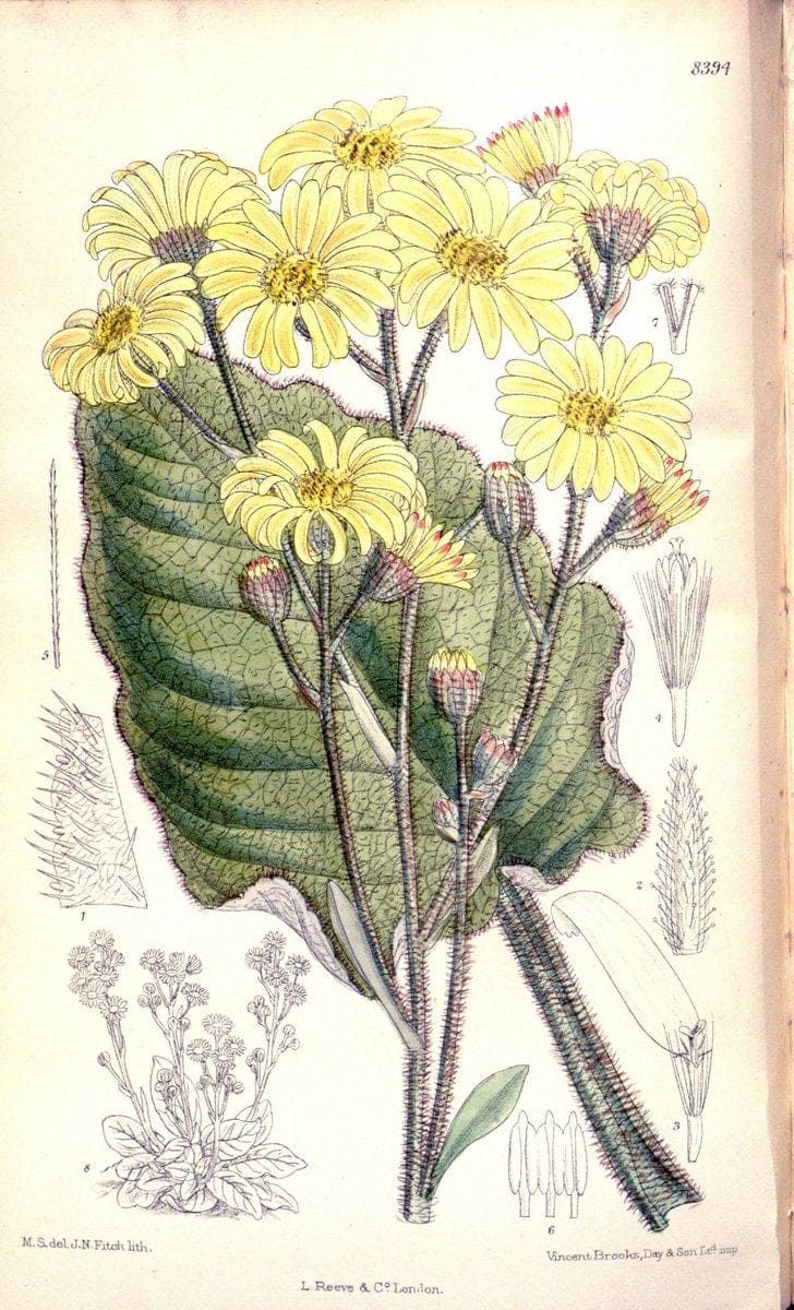 Curtis's botanical magazine. London ; New York [etc.] :Academic Press [etc.]. | "Botanical illustration" Botany Periodicals "Pictorial works" "Plants, Ornamental"  | Vintage Print Reproduction 457132