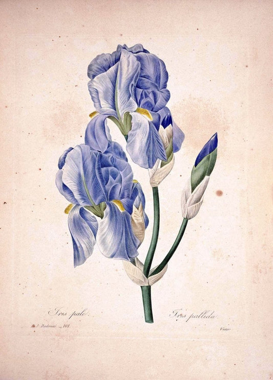 Choix des plus belles fleurs :.Paris:Ernest Panckoucke,[1833].. |  | Vintage Print Reproduction 457133