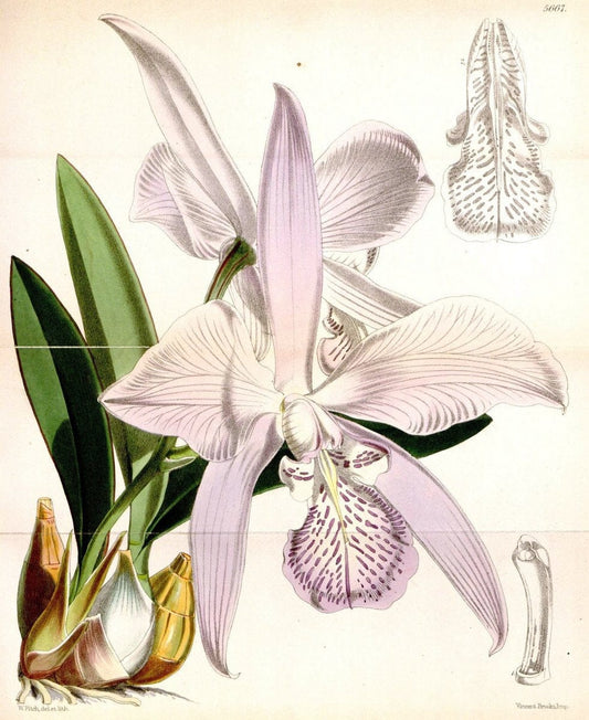Curtis's botanical magazine. London ; New York [etc.] :Academic Press [etc.]. | "Botanical illustration" Botany Periodicals "Pictorial works" "Plants, Ornamental"  | Vintage Print Reproduction 457134