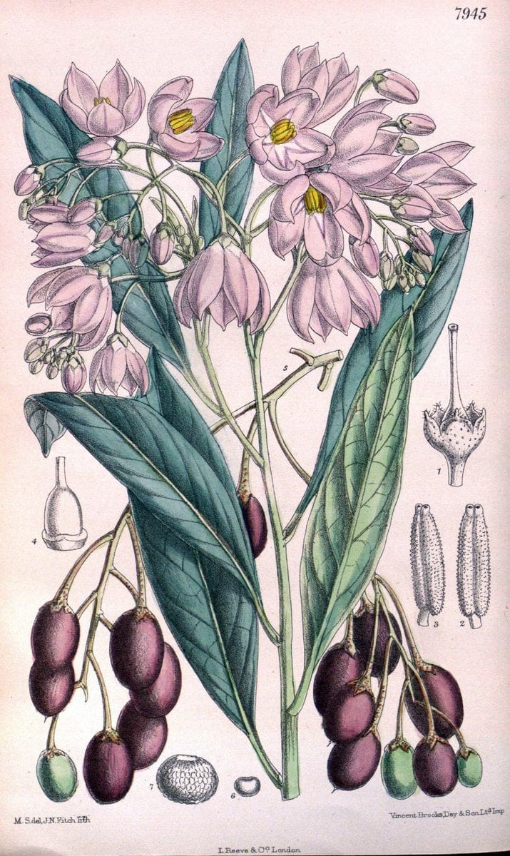 Curtis's botanical magazine. London ; New York [etc.] :Academic Press [etc.]. | "Botanical illustration" Botany Periodicals "Pictorial works" "Plants, Ornamental"  | Vintage Print Reproduction 457135