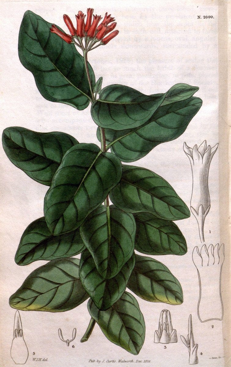 Curtis's botanical magazine. London ; New York [etc.] :Academic Press [etc.]. | "Botanical illustration" Botany Periodicals "Pictorial works" "Plants, Ornamental"  | Vintage Print Reproduction 457136