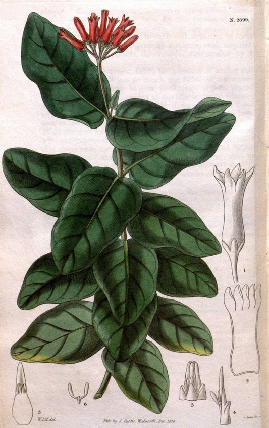 Curtis's botanical magazine. London ; New York [etc.] :Academic Press [etc.]. | "Botanical illustration" Botany Periodicals "Pictorial works" "Plants, Ornamental"  | Vintage Print Reproduction 457136