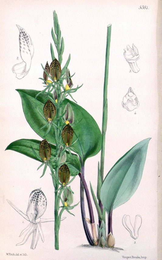 Curtis's botanical magazine. London ;New York [etc.] :Academic Press [etc.]. | Botany Periodicals "Pictorial works"  | Vintage Print Reproduction 457137