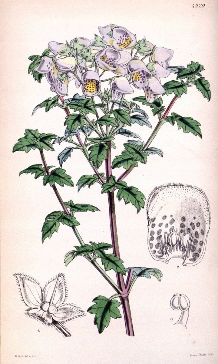 Curtis's botanical magazine. London ;New York [etc.] :Academic Press [etc.]. | Botany Periodicals "Pictorial works"  | Vintage Print Reproduction 457138