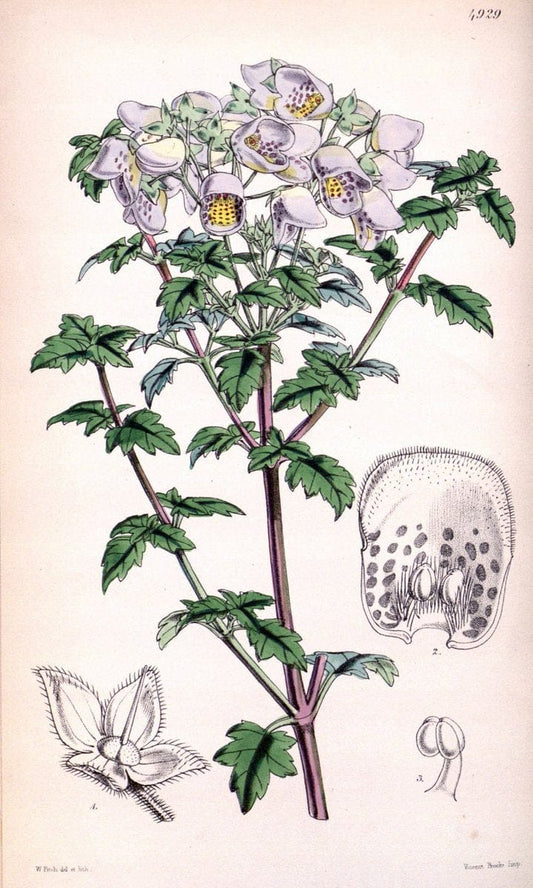 Curtis's botanical magazine. London ;New York [etc.] :Academic Press [etc.]. | Botany Periodicals "Pictorial works"  | Vintage Print Reproduction 457138
