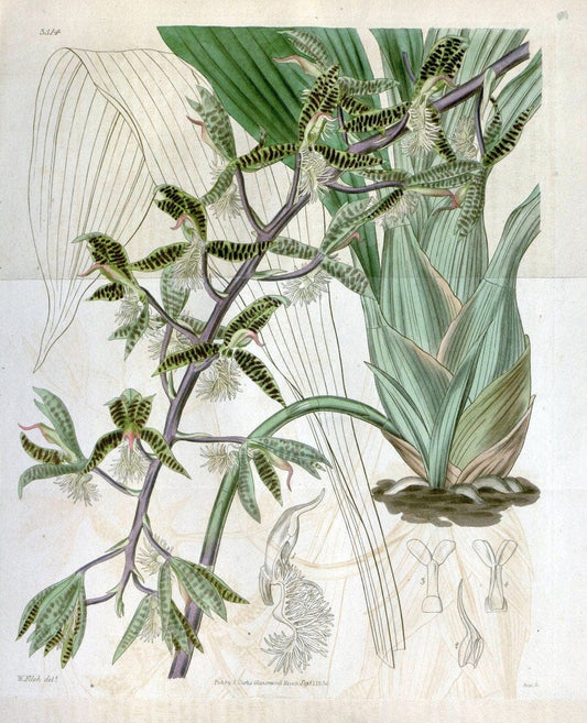 Curtis's botanical magazine. London ;New York [etc.] :Academic Press [etc.]. | Botany Periodicals "Pictorial works"  | Vintage Print Reproduction 457140