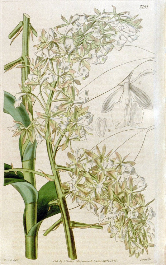 Curtis's botanical magazine. London ;New York [etc.] :Academic Press [etc.]. | Botany Periodicals "Pictorial works"  | Vintage Print Reproduction 457141
