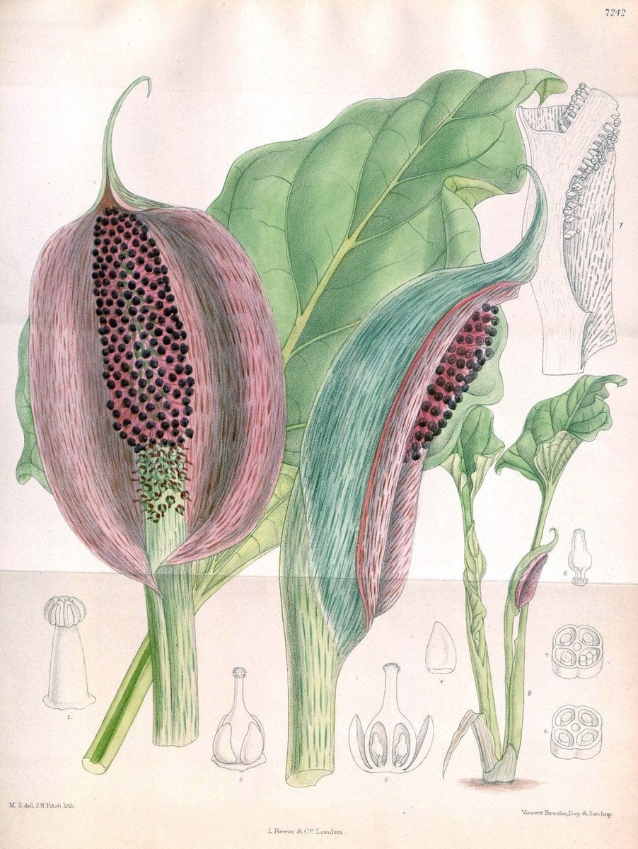 Curtis's botanical magazine. London ; New York [etc.] :Academic Press [etc.]. | "Botanical illustration" Botany Periodicals "Pictorial works" "Plants, Ornamental"  | Vintage Print Reproduction 457142