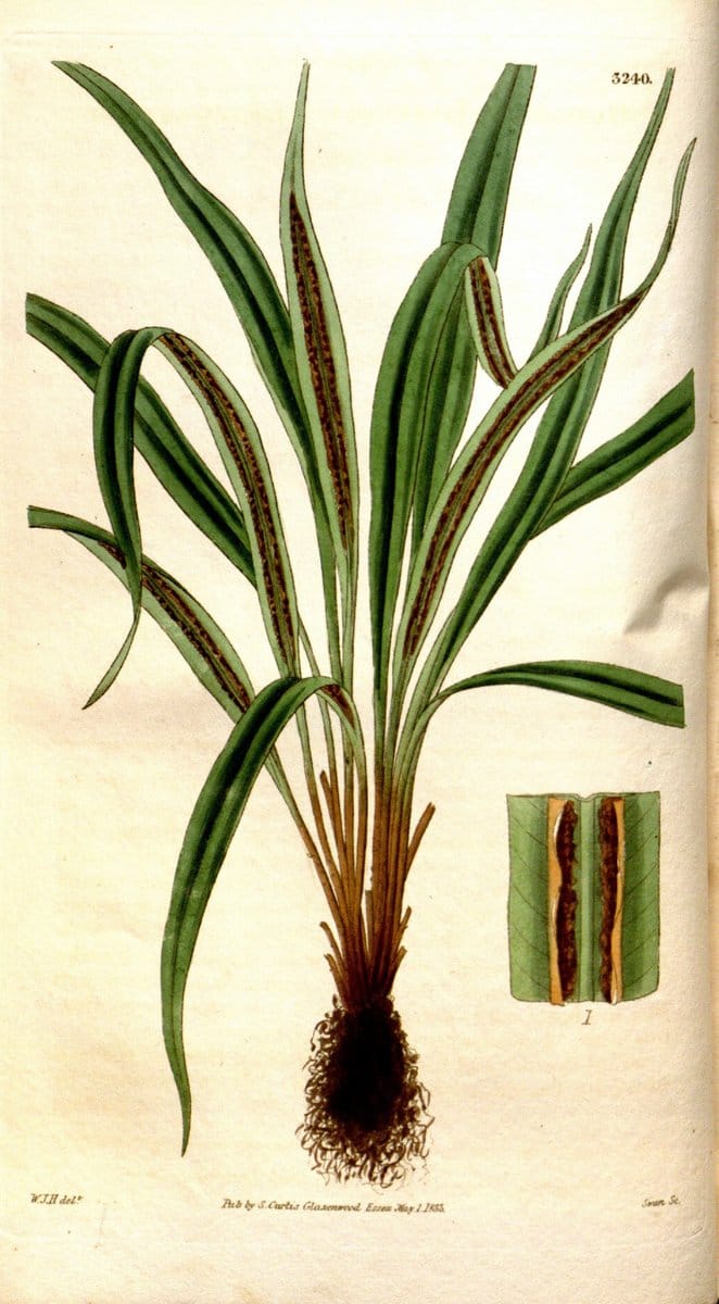 Curtis's botanical magazine. London ; New York [etc.] :Academic Press [etc.]. | "Botanical illustration" Botany Periodicals "Pictorial works" "Plants, Ornamental"  | Vintage Print Reproduction 457144