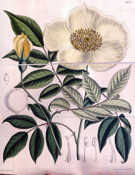 Curtis's botanical magazine. London ; New York [etc.] :Academic Press [etc.]. | "Botanical illustration" Botany Periodicals "Pictorial works" "Plants, Ornamental"  | Vintage Print Reproduction 457145