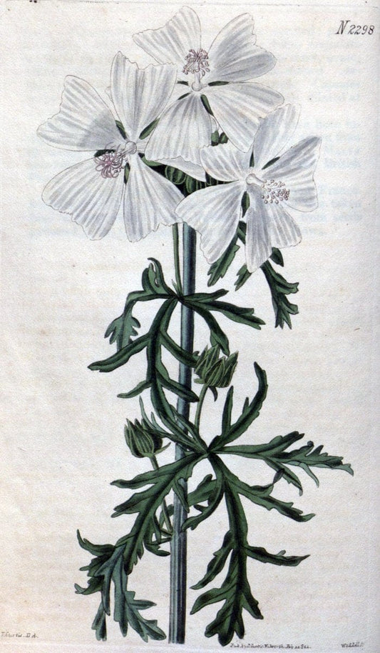 Curtis's botanical magazine. London ; New York [etc.] :Academic Press [etc.]. | "Botanical illustration" Botany Periodicals "Pictorial works" "Plants, Ornamental"  | Vintage Print Reproduction 457146