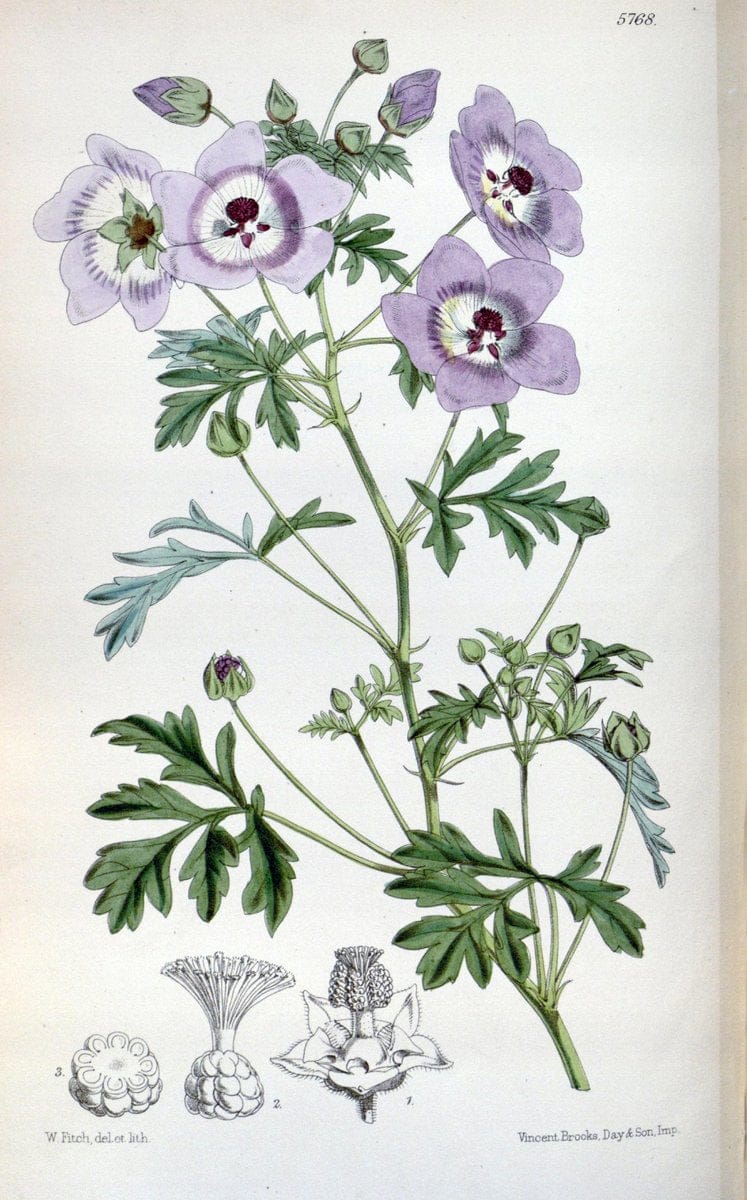 Curtis's botanical magazine. London ; New York [etc.] :Academic Press [etc.]. | "Botanical illustration" Botany Periodicals "Pictorial works" "Plants, Ornamental"  | Vintage Print Reproduction 457147