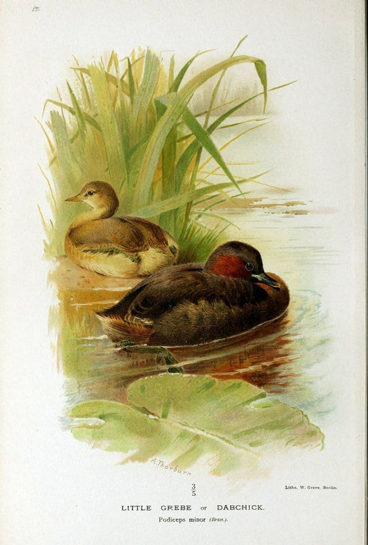 Coloured figures of the birds of the British Islands | "Little Grebe" "taxonomy:binomial=Tachybaptus ruficollis" Birds "Great Britain" ogy, | Vintage Print Reproduction 457148