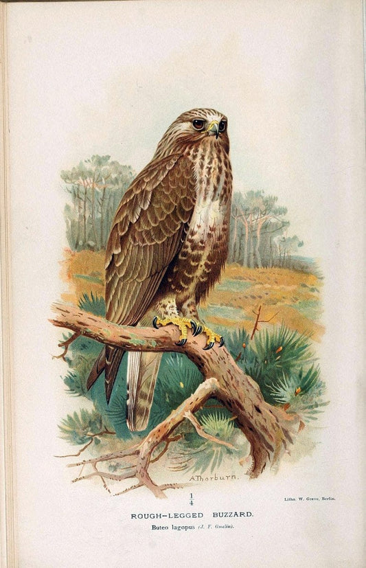 Coloured figures of the birds of the British Islands. v.1London :R. H. Porter,1885-1897. | Vintage Print Reproduction 457149