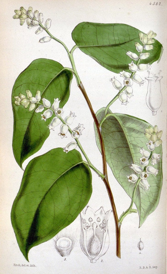 Curtis's botanical magazine. London ;New York [etc.] :Academic Press [etc.]. | Botany Periodicals "Pictorial works"  | Vintage Print Reproduction 457150