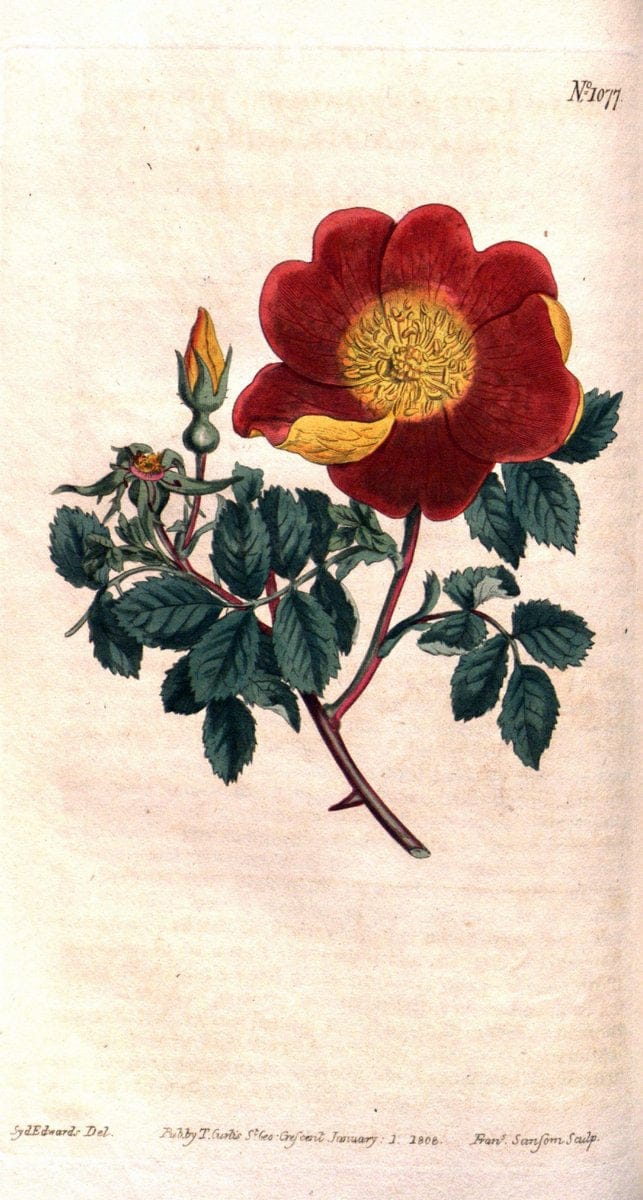 Curtis's botanical magazine. London ; New York [etc.] :Academic Press [etc.]. | "Botanical illustration" Botany Periodicals "Pictorial works" "Plants, Ornamental"  | Vintage Print Reproduction 457151