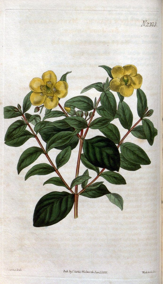 Curtis's botanical magazine. London ; New York [etc.] :Academic Press [etc.]. | "Botanical illustration" Botany Periodicals "Pictorial works" "Plants, Ornamental"  | Vintage Print Reproduction 457152