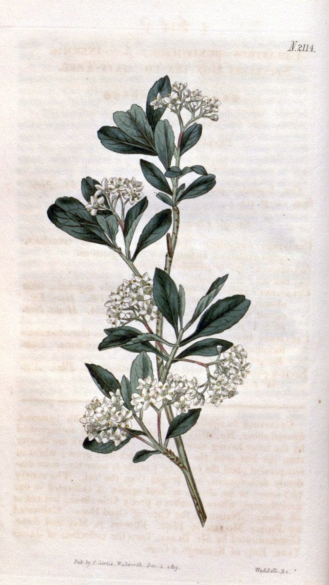 Curtis's botanical magazine. London ; New York [etc.] :Academic Press [etc.]. | "Botanical illustration" Botany Periodicals "Pictorial works" "Plants, Ornamental"  | Vintage Print Reproduction 457153