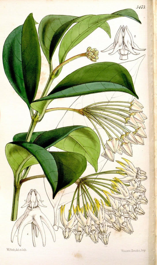 Curtis's botanical magazine. London ;New York [etc.] :Academic Press [etc.]. | Botany Periodicals "Pictorial works"  | Vintage Print Reproduction 457154