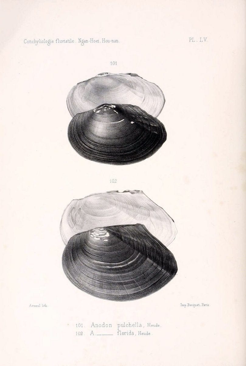 Conchyliologie fluviatile de la province de Nanking et de la Chine centrale /.Paris :Savy,[1875-1885]. | China Mollusks "Nanjing (Jiangsu Sheng)"  | Vintage Print Reproduction 457155