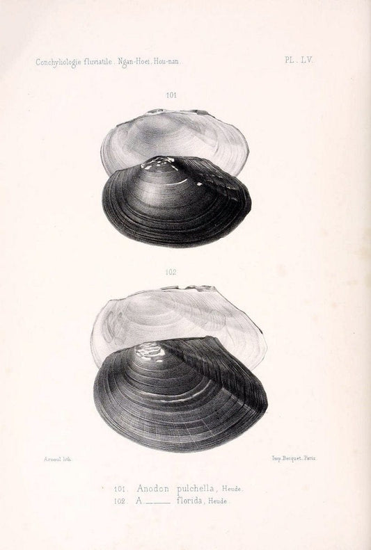Conchyliologie fluviatile de la province de Nanking et de la Chine centrale /.Paris :Savy,[1875-1885]. | China Mollusks "Nanjing (Jiangsu Sheng)"  | Vintage Print Reproduction 457155