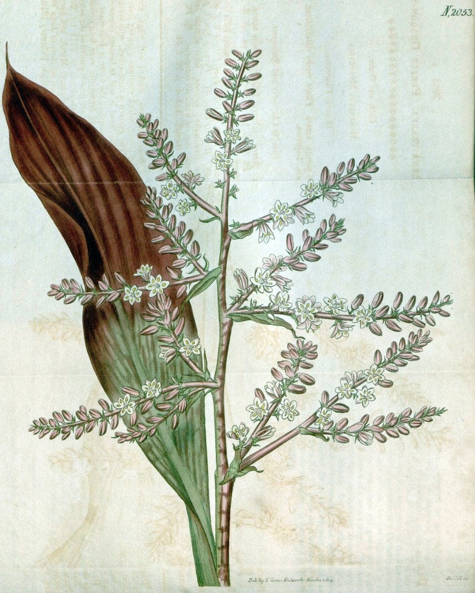 Curtis's botanical magazine. London ; New York [etc.] :Academic Press [etc.]. | "Botanical illustration" Botany Periodicals "Pictorial works" "Plants, Ornamental"  | Vintage Print Reproduction 457156