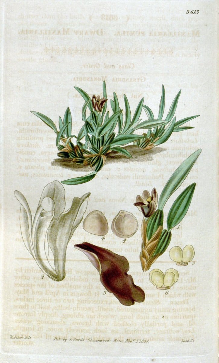 Curtis's botanical magazine. London ; New York [etc.] :Academic Press [etc.]. | "Botanical illustration" Botany Periodicals "Pictorial works" "Plants, Ornamental"  | Vintage Print Reproduction 457157