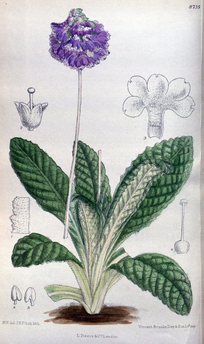 Curtis's botanical magazine. London ; New York [etc.] :Academic Press [etc.]. | "Botanical illustration" Botany Periodicals "Pictorial works" "Plants, Ornamental"  | Vintage Print Reproduction 457158