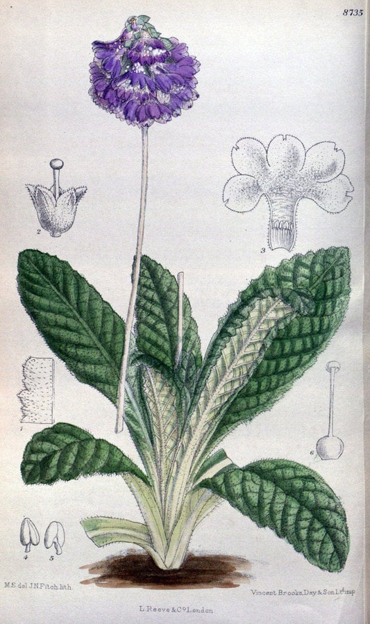 Curtis's botanical magazine. London ; New York [etc.] :Academic Press [etc.]. | "Botanical illustration" Botany Periodicals "Pictorial works" "Plants, Ornamental"  | Vintage Print Reproduction 457158