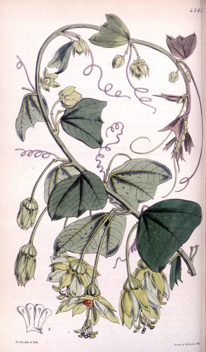 Curtis's botanical magazine. London ; New York [etc.] :Academic Press [etc.]. | "Botanical illustration" Botany Periodicals "Pictorial works" "Plants, Ornamental"  | Vintage Print Reproduction 457159