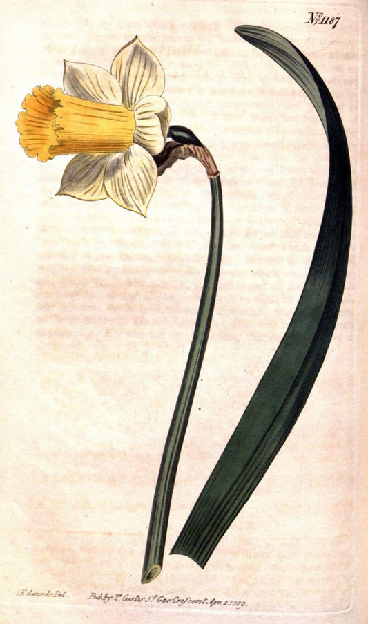 Curtis's botanical magazine. London ; New York [etc.] :Academic Press [etc.]. | "Botanical illustration" Botany Periodicals "Pictorial works" "Plants, Ornamental"  | Vintage Print Reproduction 457160