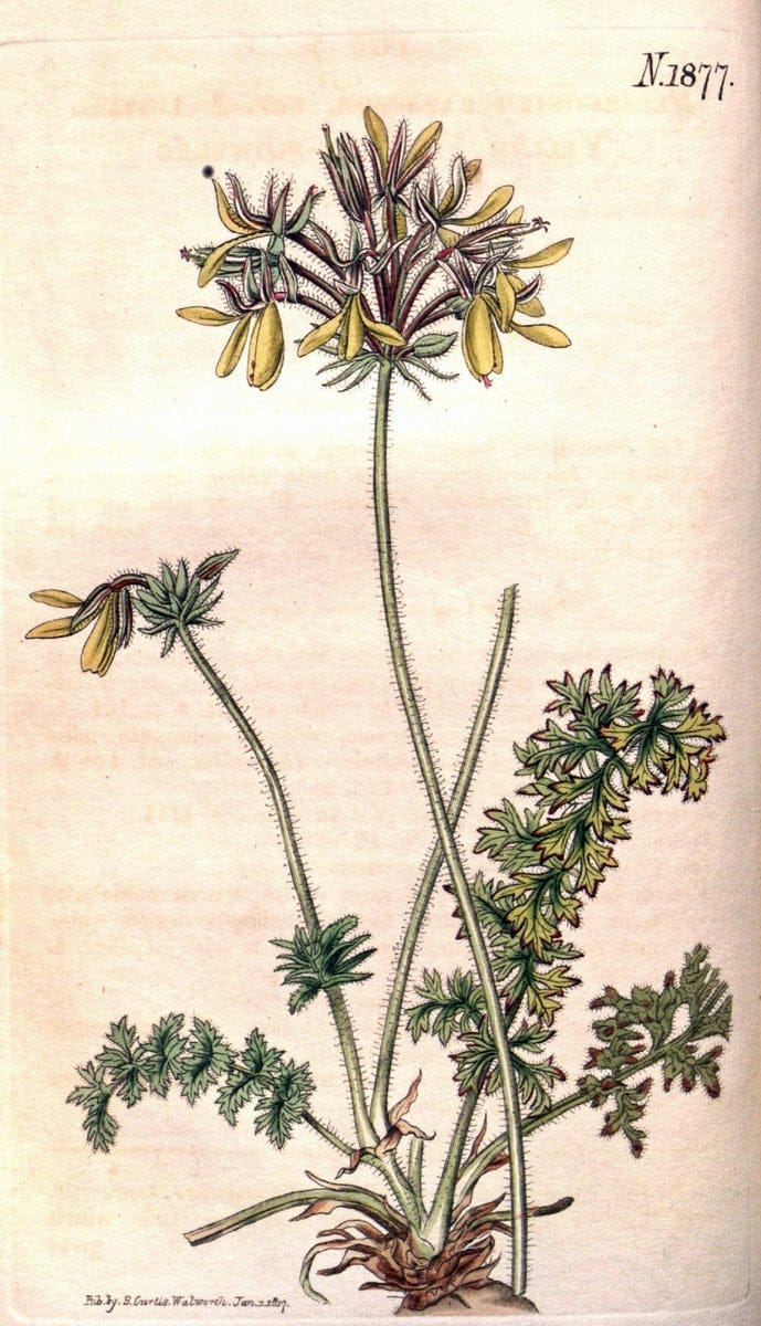 Curtis's botanical magazine. London ; New York [etc.] :Academic Press [etc.]. | "Botanical illustration" Botany Periodicals "Pictorial works" "Plants, Ornamental"  | Vintage Print Reproduction 457161