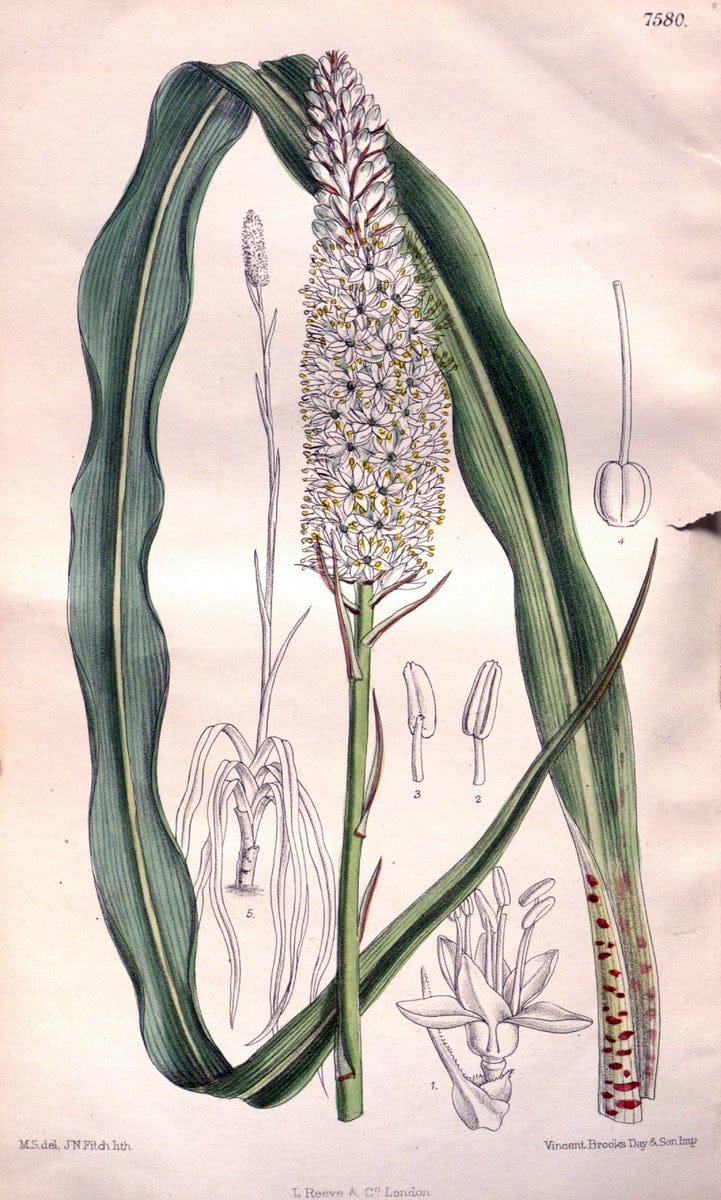 Curtis's botanical magazine. London ; New York [etc.] :Academic Press [etc.]. | "Botanical illustration" Botany Periodicals "Pictorial works" "Plants, Ornamental"  | Vintage Print Reproduction 457162