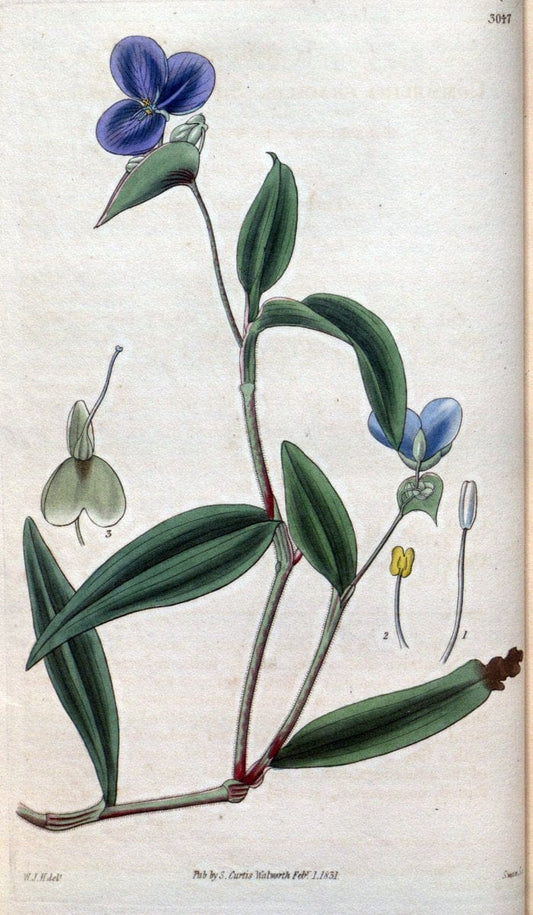 Curtis's botanical magazine..London ;New York [etc.] :Academic Press [etc.]. |  | Vintage Print Reproduction 457163