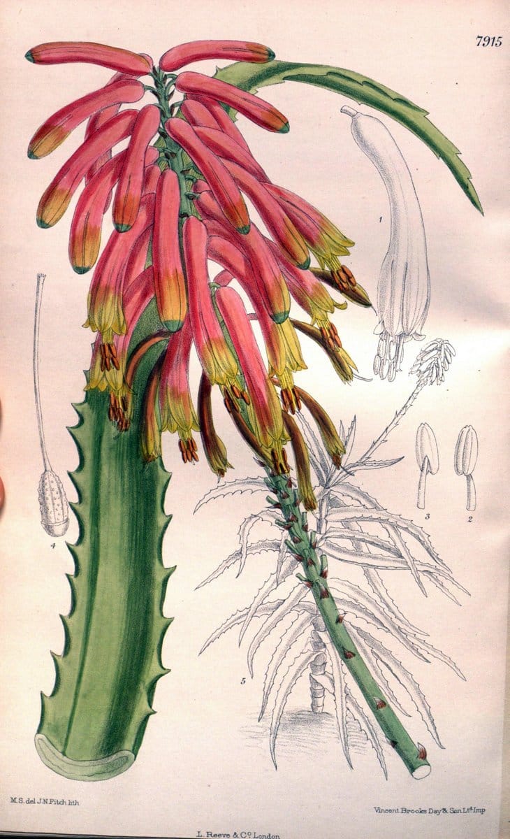 Curtis's botanical magazine. London ; New York [etc.] :Academic Press [etc.]. | "Botanical illustration" Botany Periodicals "Pictorial works" "Plants, Ornamental"  | Vintage Print Reproduction 457164