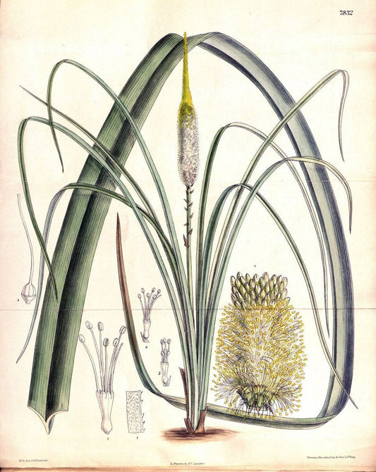Curtis's botanical magazine. London ;New York [etc.] :Academic Press [etc.]. | Botany Periodicals "Pictorial works"  | Vintage Print Reproduction 457165