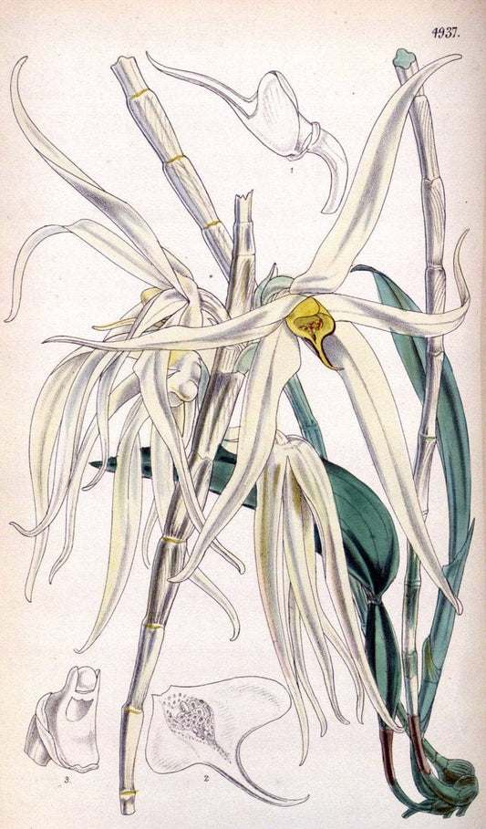 Curtis's botanical magazine. London ;New York [etc.] :Academic Press [etc.]. | Botany Periodicals "Pictorial works"  | Vintage Print Reproduction 457166