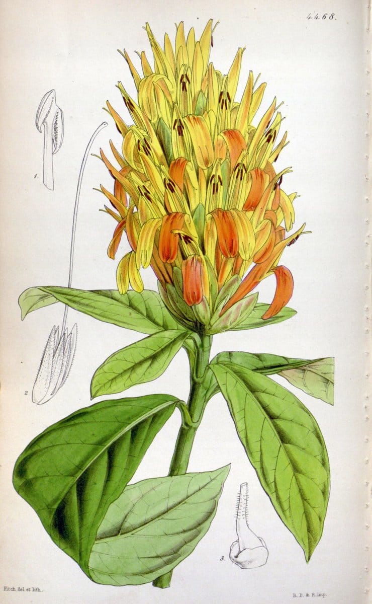 Curtis's botanical magazine. London ;New York [etc.] :Academic Press [etc.]. | Botany Periodicals "Pictorial works"  | Vintage Print Reproduction 457167