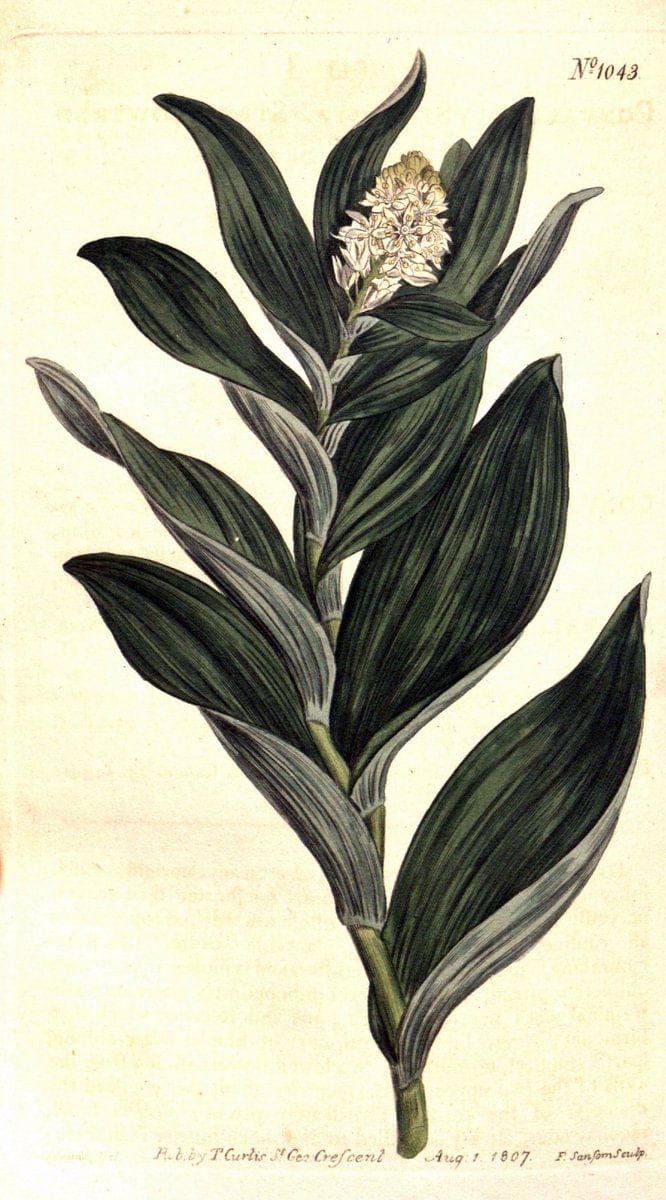 Curtis's botanical magazine. London ;New York [etc.] :Academic Press [etc.]. | Botany Periodicals "Pictorial works"  | Vintage Print Reproduction 457168