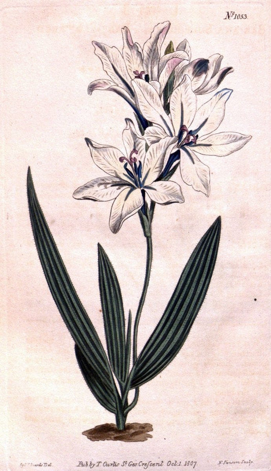 Curtis's botanical magazine. London ;New York [etc.] :Academic Press [etc.]. | Botany Periodicals "Pictorial works"  | Vintage Print Reproduction 457169
