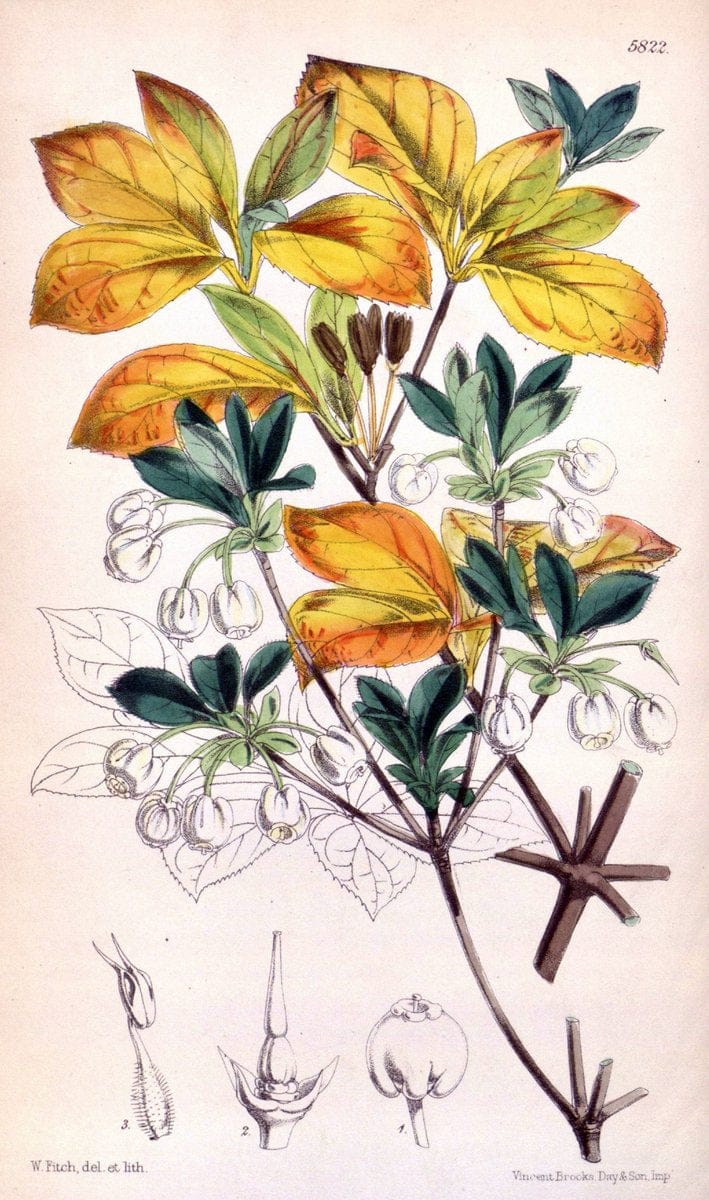 Curtis's botanical magazine. London ; New York [etc.] :Academic Press [etc.]. | "Botanical illustration" Botany Periodicals "Pictorial works" "Plants, Ornamental"  | Vintage Print Reproduction 457170