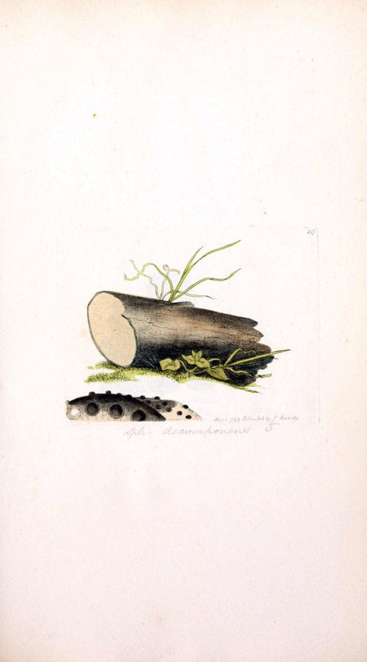 Coloured figures of English fungi or mushrooms. London,Printed by J. Davis,1797-[1809]. | England Mushrooms  | Vintage Print Reproduction 457171
