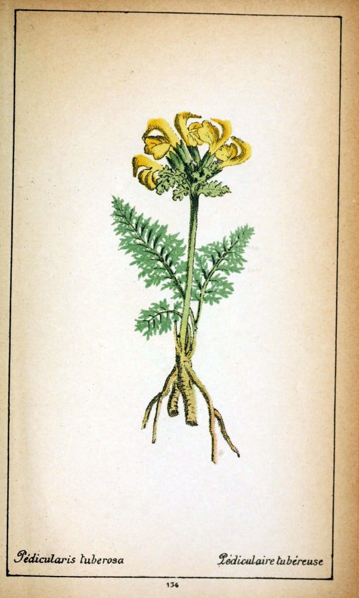 Choix de plantes de l'Europe centrale et particuliÃ¨rement de la Suisse et de la SavoieGe | Europe Central "Pictorial works" Plants "Savoy (France and Italy)" Switzerland  | Vintage Reproduction 457172