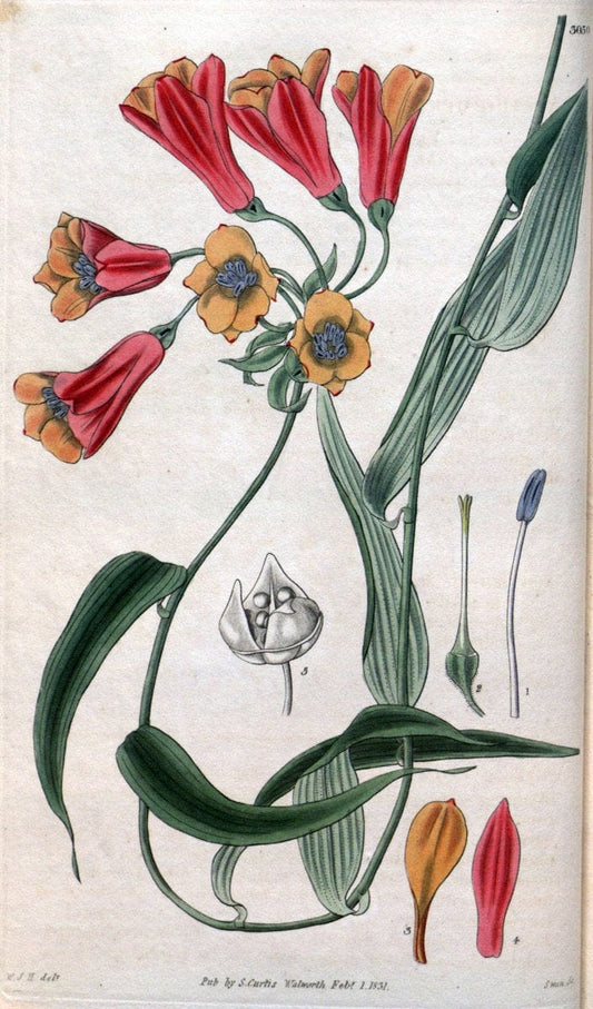 Curtis's botanical magazine..London ;New York [etc.] :Academic Press [etc.]. |  | Vintage Print Reproduction 457173