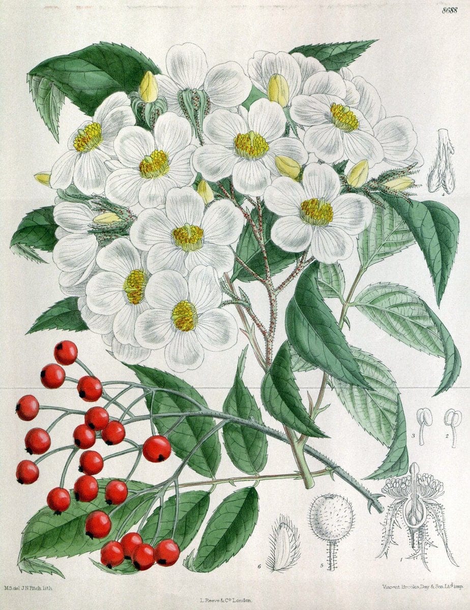 Curtis's botanical magazine. London ; New York [etc.] :Academic Press [etc.]. | "Botanical illustration" Botany Periodicals "Pictorial works" "Plants, Ornamental"  | Vintage Print Reproduction 457174