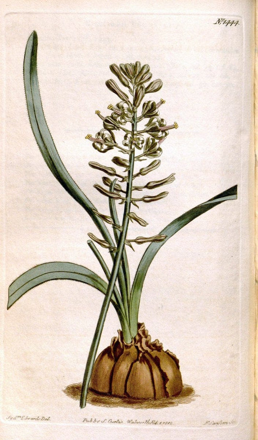 Curtis's botanical magazine. London ;New York [etc.] :Academic Press [etc.]. | Botany Periodicals "Pictorial works"  | Vintage Print Reproduction 457176